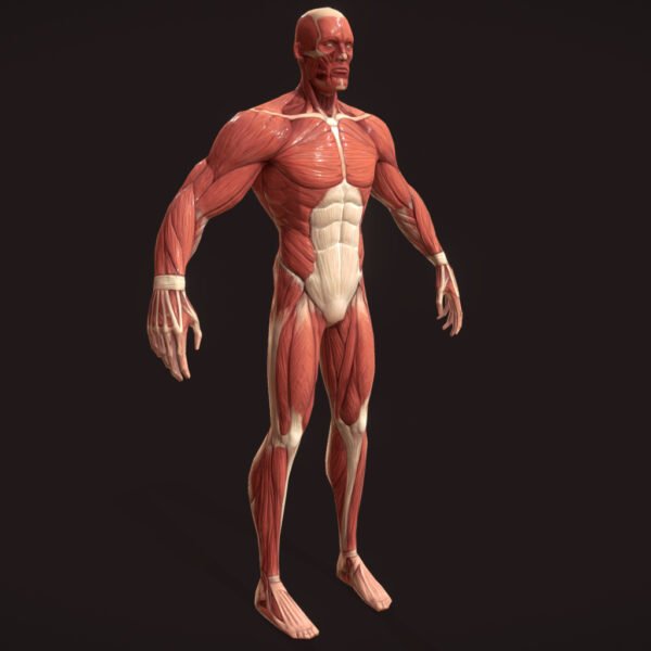 Stylized Superhero Anatomy 3D Model