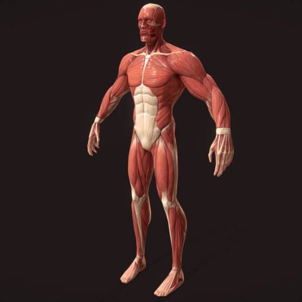 Stylized Superhero Anatomy 3D Model