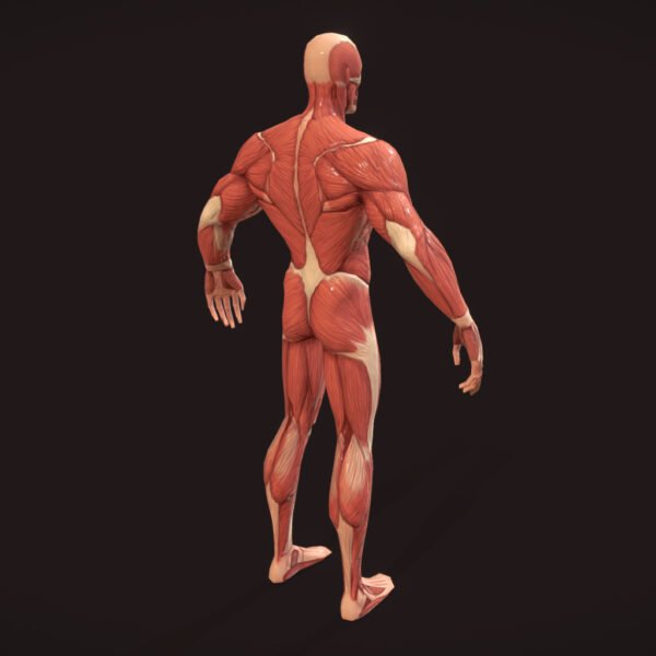 Stylized Superhero Anatomy 3D Model