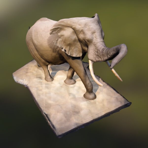 Elephant In The Rotunda Free 3D Models